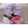 石川県金沢市フラワービジョン　リリアールの花　胡蝶蘭
